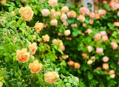 100PCS Orange Climbing Rose Seeds Rare Garden Plant Non-GMO Heirloom Seeds