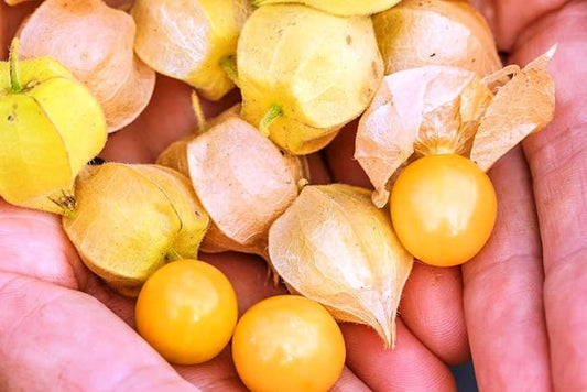 200+ Seeds Strawberry Ground Cherry - Physalis - Vegetable Orange