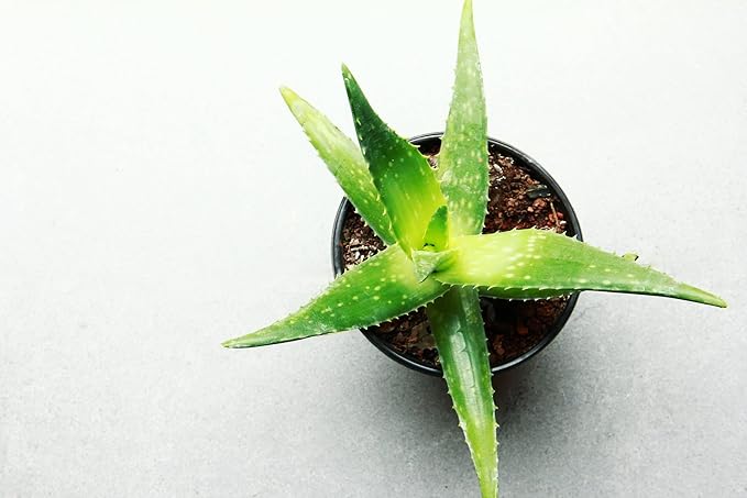 Aloe Vera Plant Potting Soil Mix (3 Cups / 1 Quart), Perlite & Peat Moss