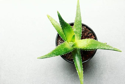 Aloe Vera Plant Potting Soil Mix (3 Cups / 1 Quart), Perlite & Peat Moss