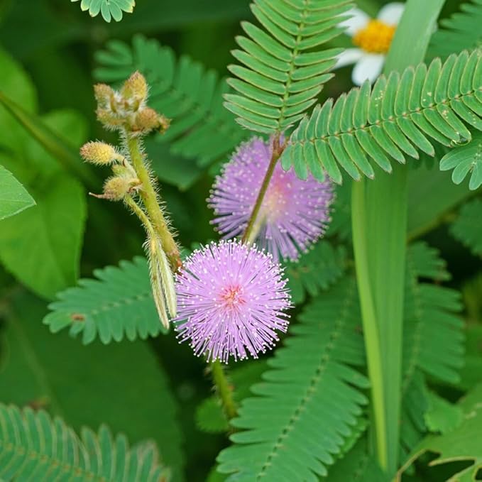 50+ Sensitive Plant Seeds Mimosa Touch Me Not Flowers Planting