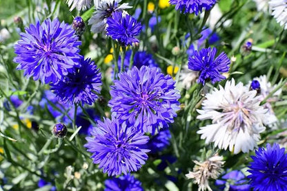 100pcs Blue Cornflower Seeds Bachelor Button Flowers Tall Cut Flower Butterflies Non-GMO Young Love