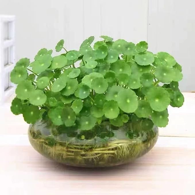 1 PCS Large Lotus Bowl Planter Round Lotus Bowl Glass Lotus Flower Bowl Lotus Bowls for Planting in Water Indoors Applicable to Bonsai Bowl Lotus Flower Hydroponic Plant Home Decor (9.8IN)