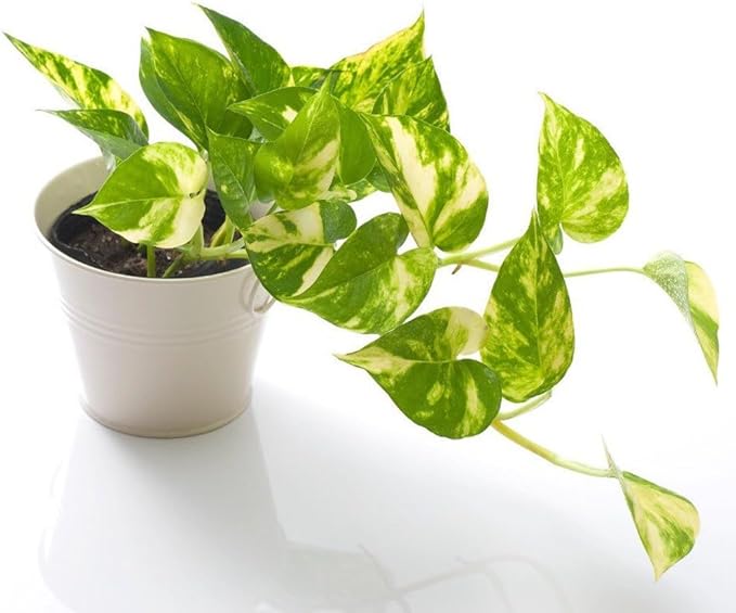 Gardenera Epipremnum Plant Potting Mix - Elevate Your Space with a Premium Blend for Foliage Brilliance - 20 Quart