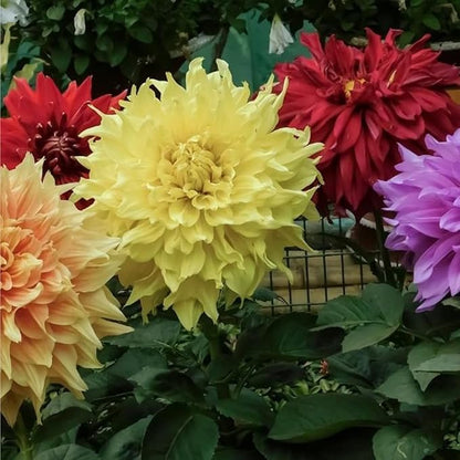 300+ Mix Dahlia Seeds for Planting - Rare Dahlia Pompon Flower Seeds -Dahlias Seed Variabilis Beautiful Annual for Outdoor Garden