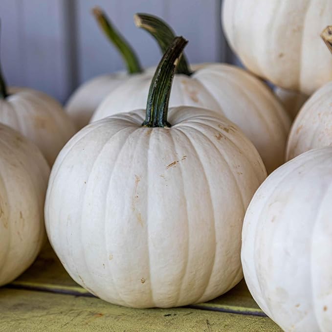 Eden Brothers Pumpkin Seeds - Casper Non-GMO Seeds for Planting, 1 Ounce | High-Yielding, Fast Growing Vegetable Seeds, Plant During Warm Season, Zones 3, 4, 5, 6, 7, 8, 9, 10