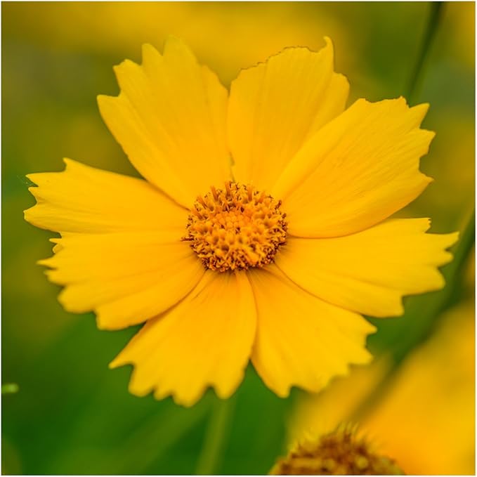 Seed Needs Deer Resistant Wildflower Seed Mix | 2 Ounce 30,000+ Seeds 22 Annual Perennial Species Open Pollinated | Bulk Seeds Mixed Color Blooms Annual Perennial Flowering Seed