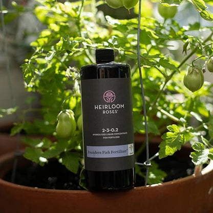 Heirloom Roses Founder’s Fish Fertilizer - Plant Food for Plants, Organic Liquid Emulsion Fertilizer, Garden Fertilizers for Rose Flower and Tomato Outdoor Gardening