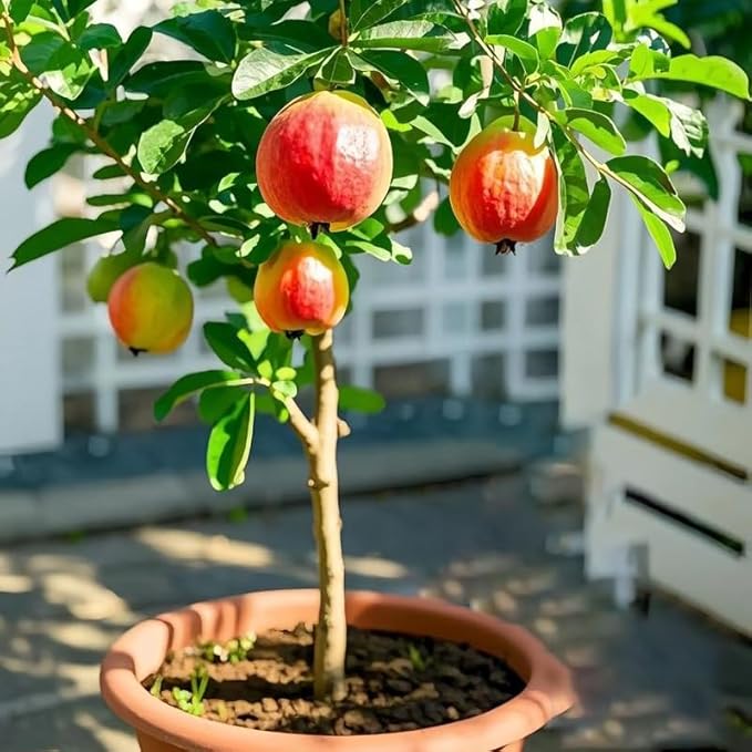 Dwarf Guava Seeds for Planting Outdoor, 15pcs Guava Tree Fruits Seeds Non-GMO Heirloom Sweet Edible Fruit, Sweet Juicy Fruits Plants in Your Home Garden