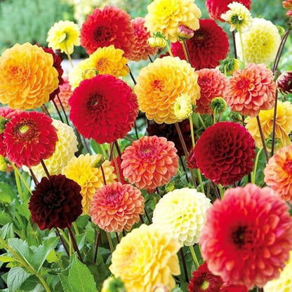 Seeds Dahlia Pompon Mix Annual Flowers