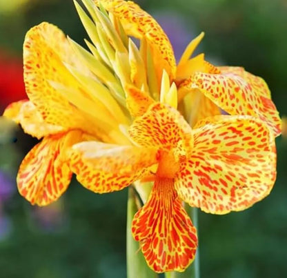 10pcs Canna Lily Seeds Canna x Generalis Cleopatra Ornamental Plant Seeds Home Garden