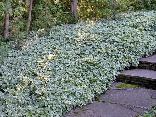 Heirloom 25 Snow on The Mountain Bishop's Gout Plant Seeds - Bishop's Weed