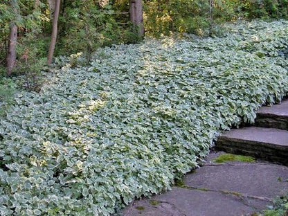 Heirloom 25 Snow on The Mountain Bishop's Gout Plant Seeds - Bishop's Weed