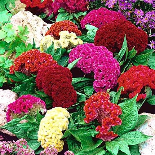 Celosia Seed Mix Celosia Cristata Cockscomb Woolflowers About 200 Seeds for Planting
