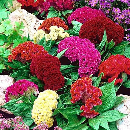 Celosia Seed Mix Celosia Cristata Cockscomb Woolflowers About 200 Seeds for Planting