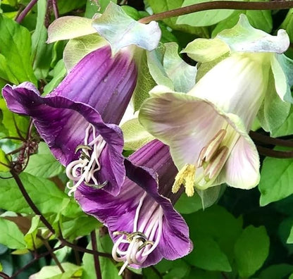 20+ Seeds Cathedral Bells (Cup and Saucer Vine, Cobaea) - Flower Mix