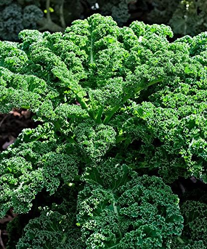 Seeds Dinosaur Kale Bush Cabbage Curly Scotch Giant Heirloom Vegetable Non GMO for Planting