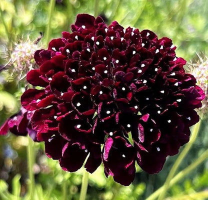 Pincushion or Scabiosa Mixed Seeds - 100 Imperial Mix Seed - Non GMO