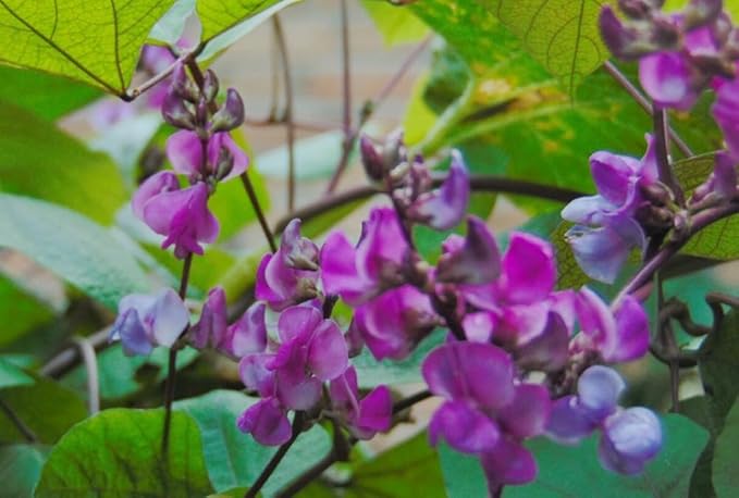 15PCS Purple Hyacinth Bean Seeds Dolichos Lablab Climbing Vine Non-GMO Seeds