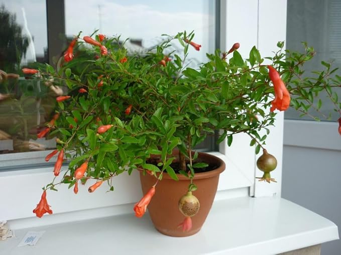 Seeds Pomegranate Heirloom Fruit Non GMO for Planting