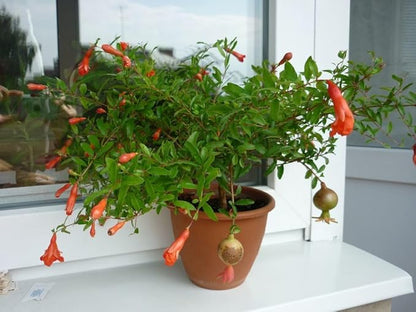Seeds Pomegranate Heirloom Fruit Non GMO for Planting