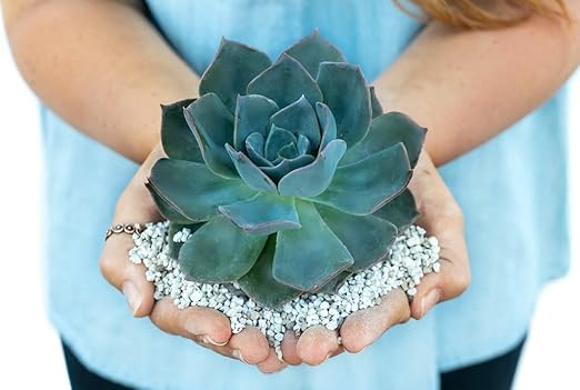 3 Gallon Bag Garden Pumice - Size 1/8" Blend - 12lbs