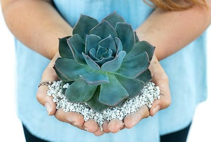 3 Gallon Bag Garden Pumice - Size 1/8" Blend - 12lbs