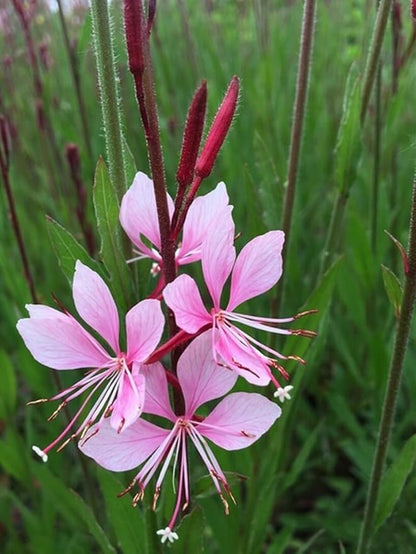 100PCS Gaura Lindheimeri Flower Seeds Wildflower Flower Seeds Heirloom