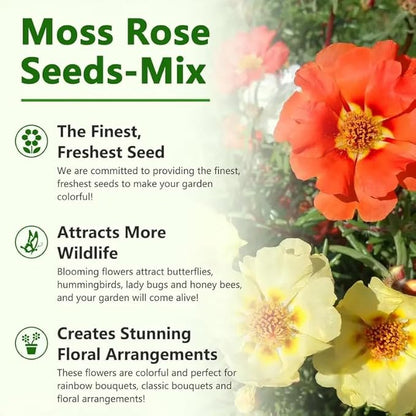 20,000+ Moss Rose Seeds (Portulaca Grandiflora) - Mixed Color Perennial Ground Cover, Non-GMO, Heirloom, Vibrant Blooms for Garden Beds, Outdoor Planting & Garden Beautification