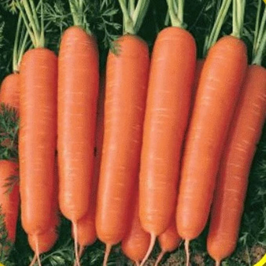 16,000 Scarlet Nantes Carrot Seeds for Planting Heirloom Non-GMO 28+ Grams Garden Vegetable Bulk Survival