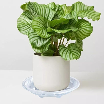 6 Pack of Plant Saucer, 6 inch Clear Plant Trays for Pots, Plant Water Catcher Tray, Plant Plate for Indoors Outdoors