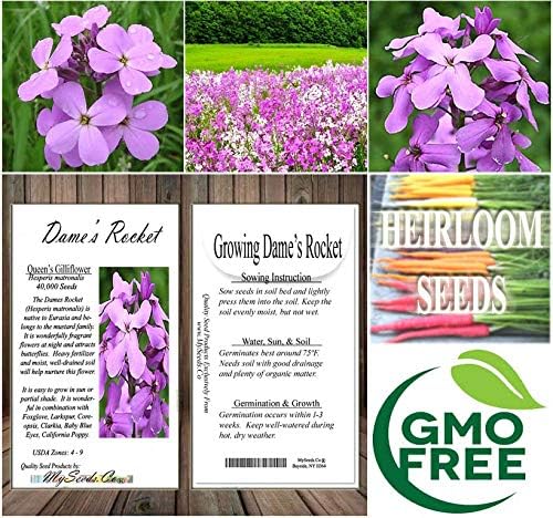 Big Pack - Dame's Rocket Seed (40,000 Seeds) - Hesperis matronalis aka Queen's Gilliflower - Edible Flower Seeds (Big Pack - Dame's Rocket)