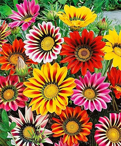 Seeds Treasure Flower Mix- Gazania - Annual Flowers for Planting - GMO Free