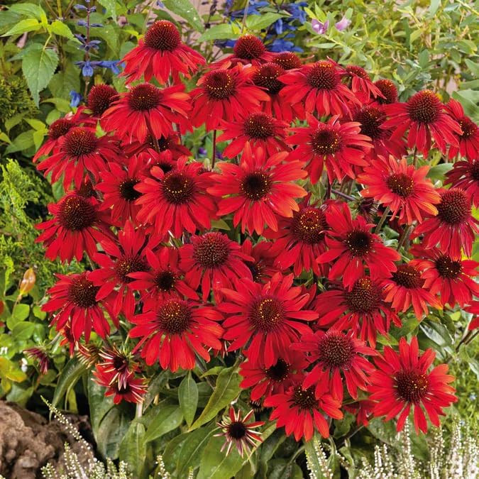 200+ Red Coneflower Seeds – Non-GMO, Open Pollinated Echinacea Purpurea – Perennial Medicinal Flower Seed for Garden, Herbal Tea, and Pollinators – High Germination Rate