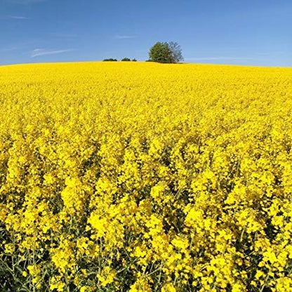Outsidepride Trophy Forage Rape Seed - 5 Lbs Heat, Cold & Drought-Tolerant Brassica Food Plot Seed, Ideal for for Deer & Livestock Grazing, Fall Planting, Soil Improvement, & Erosion Control