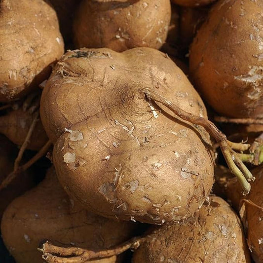 TomorrowSeeds - True Jicama Seeds - 240+ Count - for 2026 Planting USA Garden Vegetable Mexican Yam Bean Root Potato Non-GMO Heirloom Grow Your Own Home Farm Patio Healthy Sustainable Living Seed