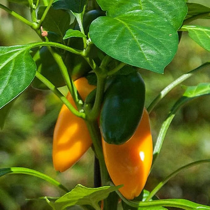 Park Seed Sweet Pepper Vegatable Plant Seeds, Easy to Grow, Spring Garden, Minis Fresh Bites Yellow, Pack of 10