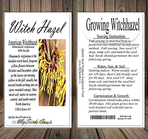 BIG PACK - (100) Witch Hazel Seeds - Hamamelis virginiana American Witchhazel - Non-GMO Seeds by MySeeds.Co (Big Pack - Witch Hazel)
