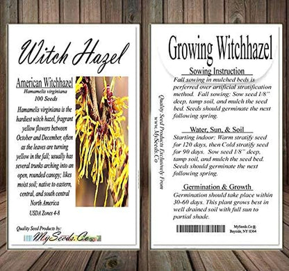 BIG PACK - (100) Witch Hazel Seeds - Hamamelis virginiana American Witchhazel - Non-GMO Seeds by MySeeds.Co (Big Pack - Witch Hazel)