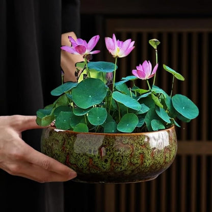 Lotus Bowl Planter, Lotus Bowls for Planting in Water Indoors, Bonsai Bowl Lotus Flower Seeds, Ceramic Planters for Indoor Plants (Green)