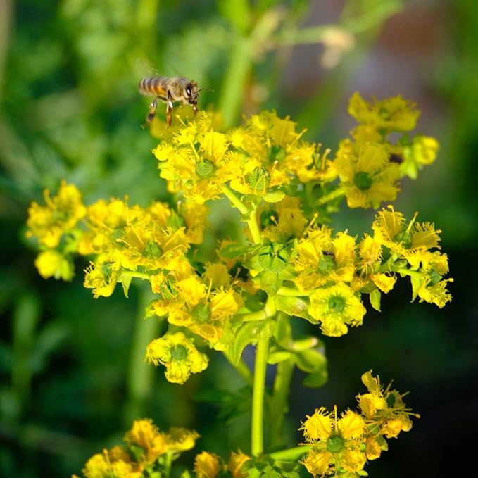 Rue 150 Seeds (Ruta Graveolens) Heirloom - Non GMO - Open Pollinated