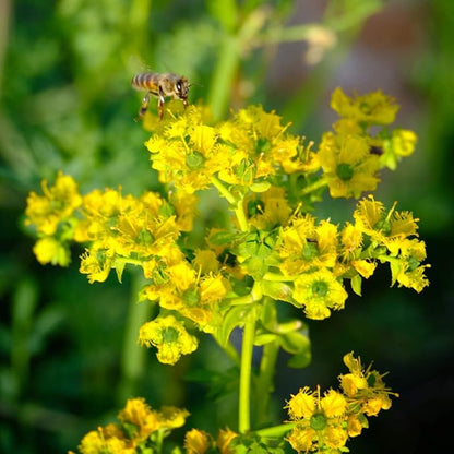 Rue 150 Seeds (Ruta Graveolens) Heirloom - Non GMO - Open Pollinated
