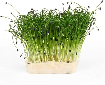 2 oz Garlic Chive Seeds, Non-GMO, Pure Microgreen Seeds, Delicious Herb! Microgreens, Sprouting Seeds,Country Creek Brand Microgreen Seeds.