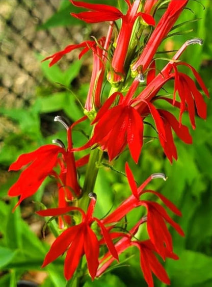 100PCS Cardinal Flower Seeds Red Lobelia Cardinalis Hummingbird Garden Plant Seeds