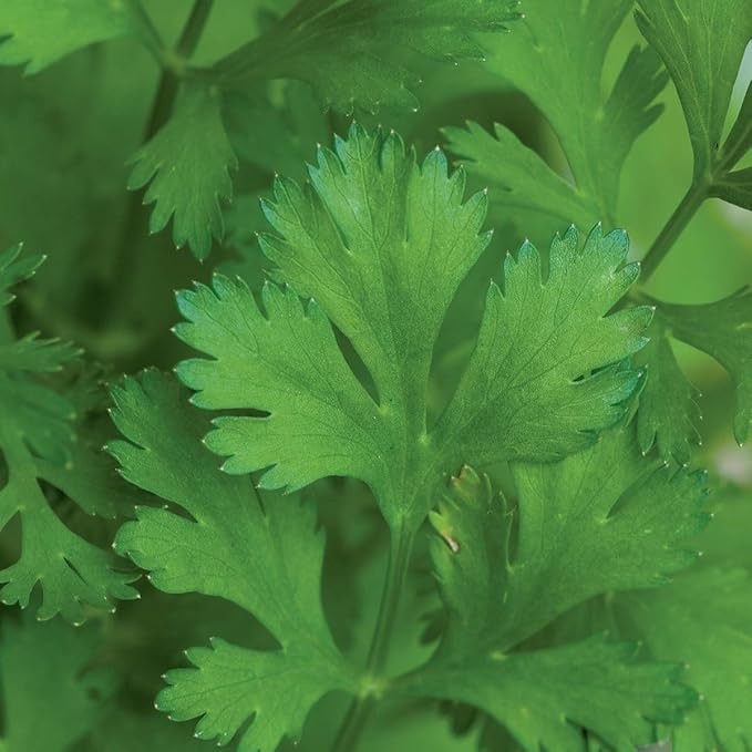 Burpee 'Coriander' Cilantro 500 Seeds
