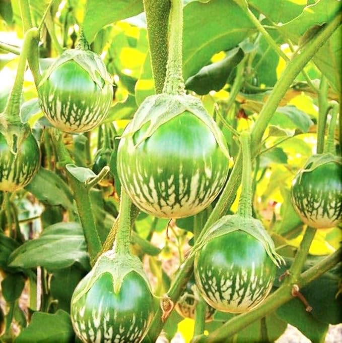 TomorrowSeeds - Petch Siam Thai Eggplant Seeds - 200+ Count - for 2026 Planting Small Green Brinjal Baby Round Egg Aubergine Eggplants Melongene USA Garden Vegetable Grow Your Own Home Farm Patio