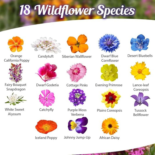 Low Growing Wildflower Seeds Mix - 1oz, 6-12 Inches Short Flowers – Non-GMO Natural Mix of Annual & Perennial Garden Seeds with High Germination Rate