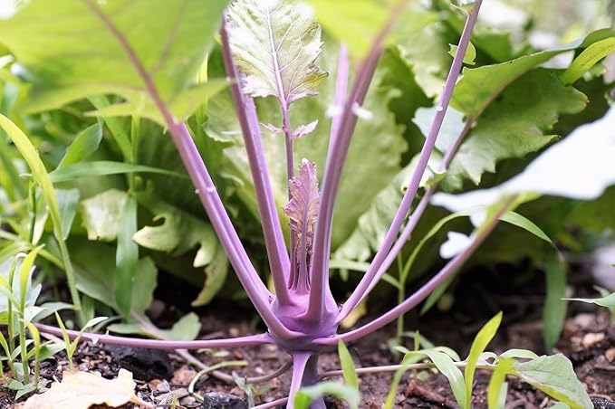 Flower & Vegetable Seed Set - 22 Varieties of Non-GMO Heirloom Premium Seeds for Planting - Asparagus, Beet, Broccoli, Wildflower, and More