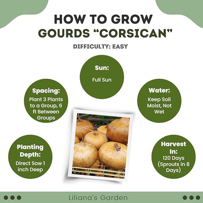 Corsican Gourd Seeds – Hard-Shelled Basket Type Gourds with Thick Walls | Liliana's Garden |