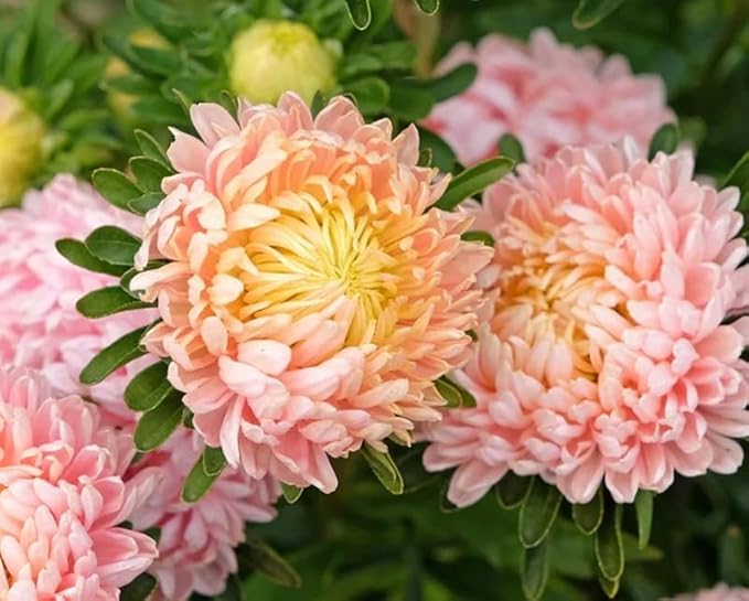 50+ Duchess Peony Aster Seeds Callistephus Tall Flowers Garden Planting